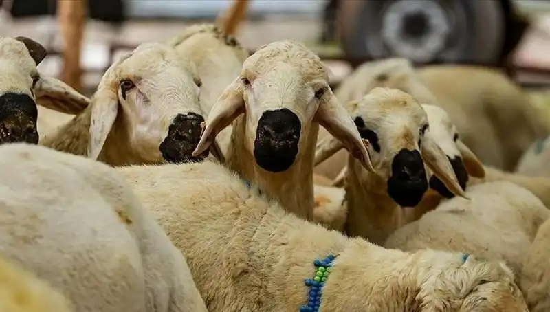 Kurban Bayramı 2025: Kurban Kesmek Farz Mı? 10 Soruda Cevaplar