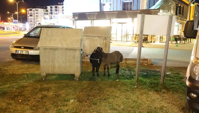 Mor Karaman Koyunları, Yolda Yalnız Kalınca Hayvanseverlerin Dikkatini Çekti
