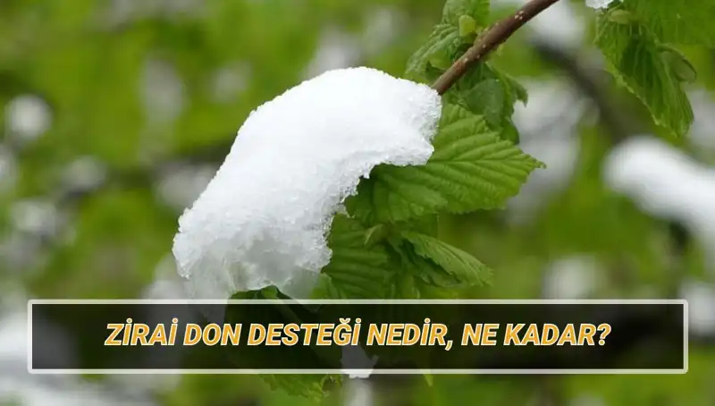 Zirai Don Desteği 2023: Kimler Faydalanabilir ve Ne Kadar?