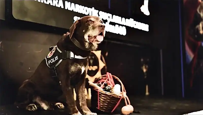 Toma: Ankara'nın Kahraman Narkotik Köpeği 11 Yılın Ardından Emekli Oldu