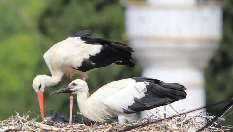 Leylek Köyüyle Yaren Leyleği: 8 Kat Fazla Yuvayla Heyecan Verici Bir Keşif