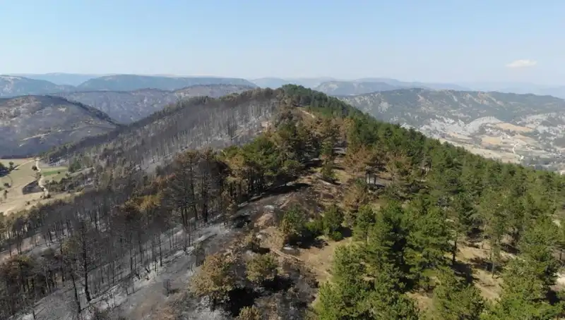 Bolu'da 5 Milyon Fidanın Toprakla Buluşma Heyecanı