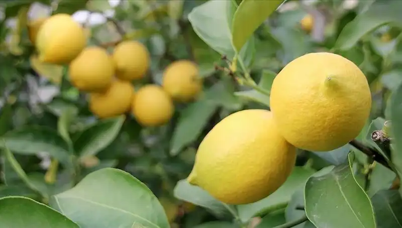 Limonun Fiyatı Uçtu: Adedi 24 Lira Olunca Ne Olacak?