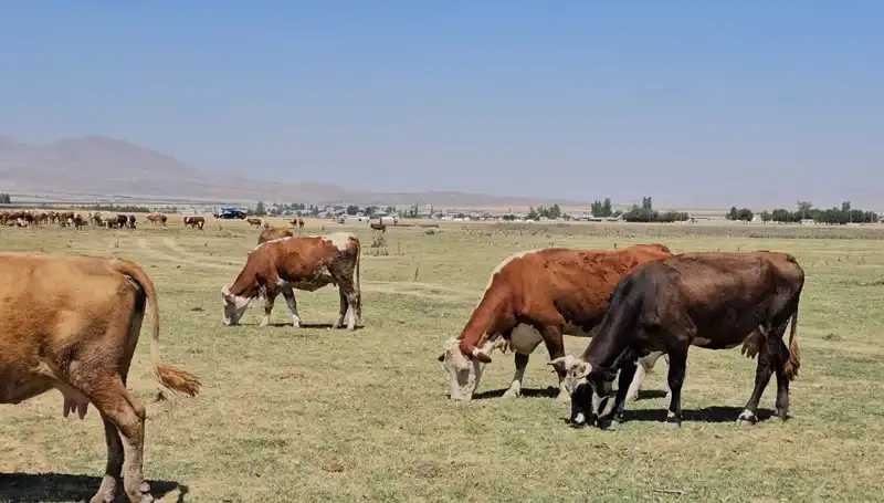 Arin Gölü’nde Su Seviyesi Alarm Veriyor: Kıyametin Eşiğinde Mi?