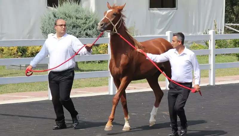 "Taşkın Kral" Rekor Performansıyla Tüm Dikkatleri Üzerine Çekiyor