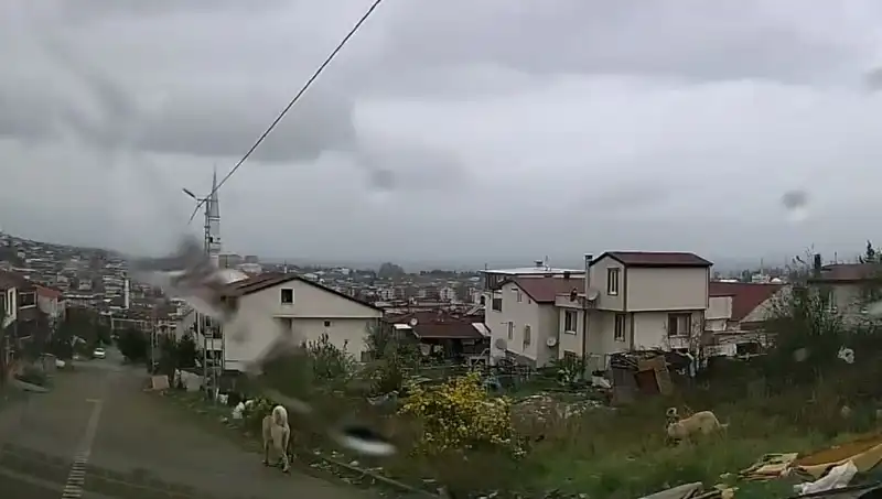 Sahipsiz Köpeklerin Saldırısı: Küçük Çocuğun Hayatı Tehlikede