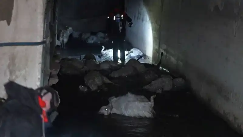 Keskin Koku Alarmı: Onlarca Hayvanın Mysterious Ölümü!