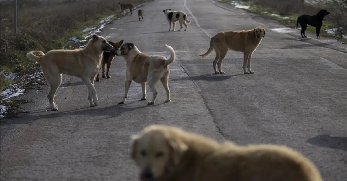 Kütahya’da Köpek Saldırısı: Kaçmaya Çalışırken Belini Kırdı
