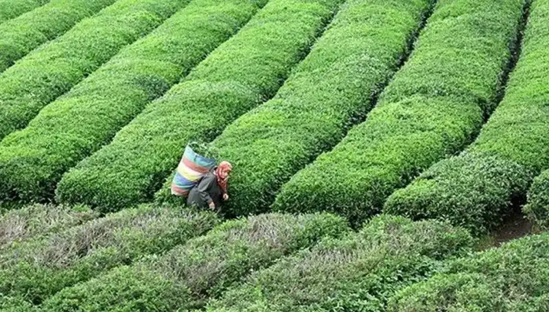 Bayramda ÇAYKUR'dan Müjdeli Haber: Yaş Çay Alımına Devam Ediyor!