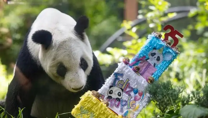 Dev Panda Xin Xin, 35. Yaşında Yüreklere Dokunan Kutlama!