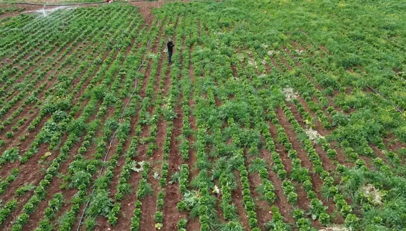 Marul Hasadında Kuraklık Krizi: Tüketicileri Neler Bekliyor?