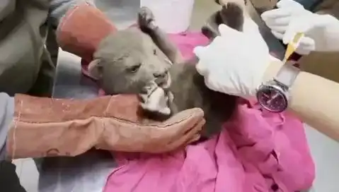 Karabük’te Yavru Bozayı Bulundu: Doğanın Gücüne Tanıklık Edin