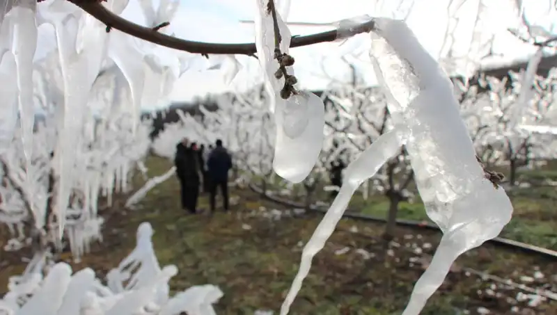 Soğuk Hava Şaşkınlığı: Dondurulan Ağaçlar Tomurcuklarını Açtı!