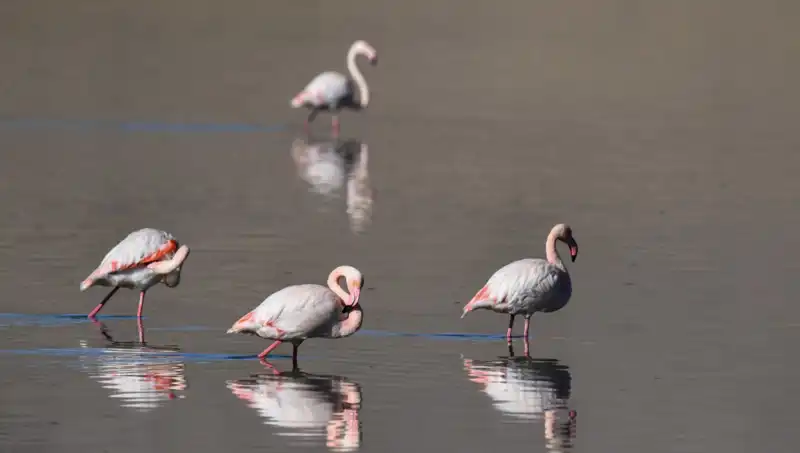 Kuş Cenneti Tehdit Altında: Flamingo Sayısında Düşüş Yaşanıyor