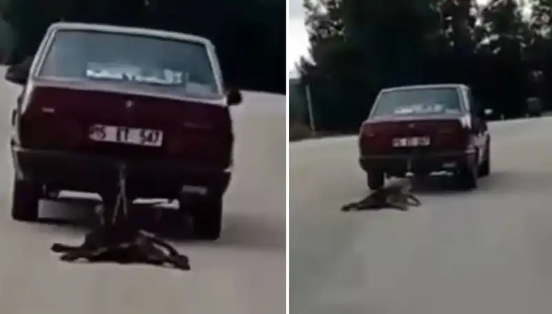 Otomobilin Arkasına Bağlanan Köpek Neden Sürükleniyor?
