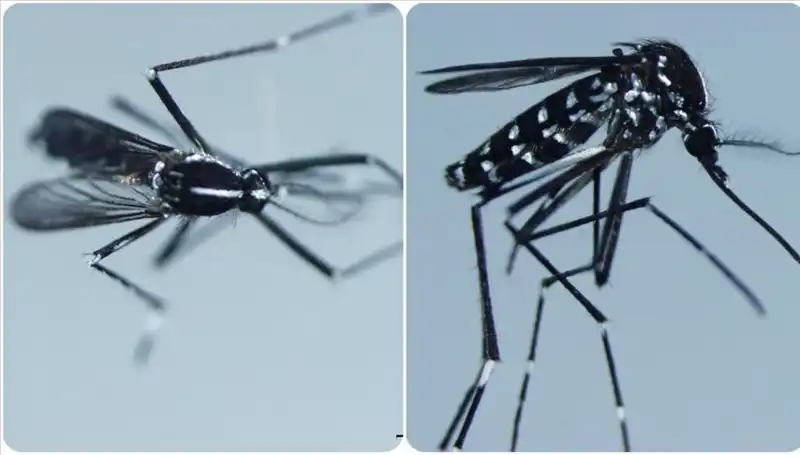Chikungunya Virüsü Nedir? Belirtileri ve Dünyada Görüldüğü Ülkeler
