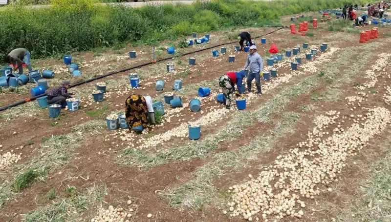 2023 Soğan Hasadı Başladı! Fiyatlar Düşüşe Geçti