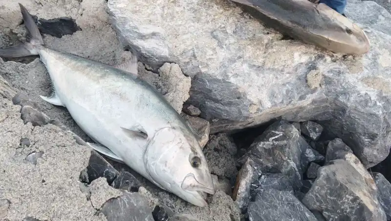 Oltayla Yakalanan Dev Aslan Balığı, 18 Bin TL’ye Satıldı!