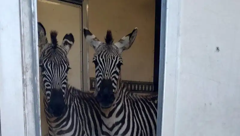 Sınırda Ele Geçirilen Minibüste Hayvan Zenginliği: 2 Zebra ve 6 Maymun