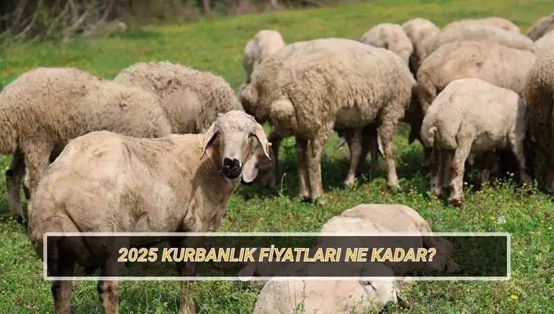 2025 Kurbanlık Fiyatları: Büyükbaş ve Küçükbaşın Pazar Yüzdeyi Merak Ediliyor