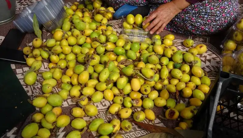 Muşmula Hasadı Başladı: Zengin Tadıyla Kilosu 150 TL’den Satışta
