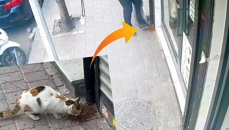 Kediler, Mamalardan Kaçarak Evde Kaos Yarattı!