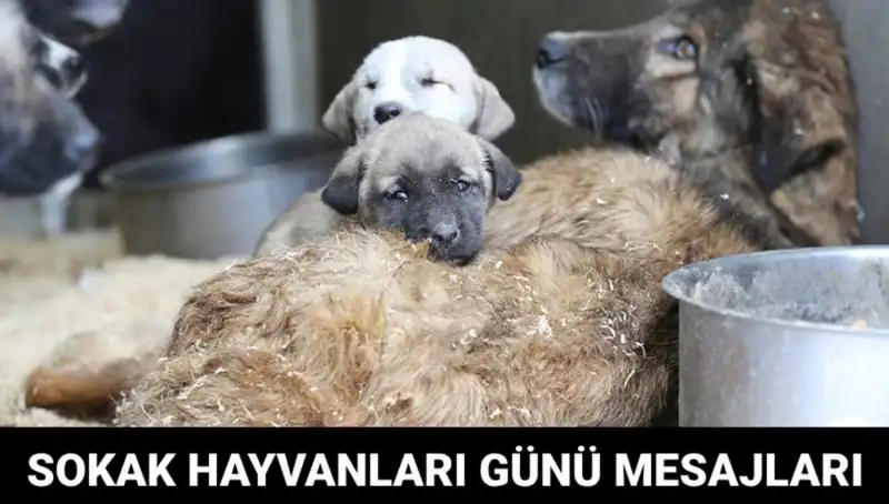 Dünya Sokak Hayvanları Günü: Unutulan Dostlar İçin Farkındalık Yaratma Zamanı