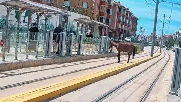Eskişehir Tramvay Raylarında Başına Bu Gelen Atın Şaşkınlığı!