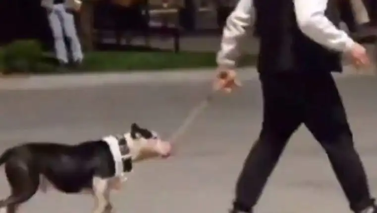 Ağızlıksız Pitbull, Diğer Köpeklere Saldı! Sahibine Cezası Ne Olacak?