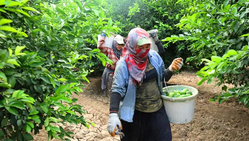 Fiyatlar Rüzgar Gibi Değişebilir: Markette Kilosu 150 Lirayı Aşan Sebze Hasadı Başladı